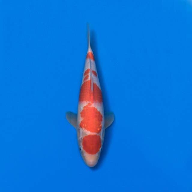 maruten kohaku