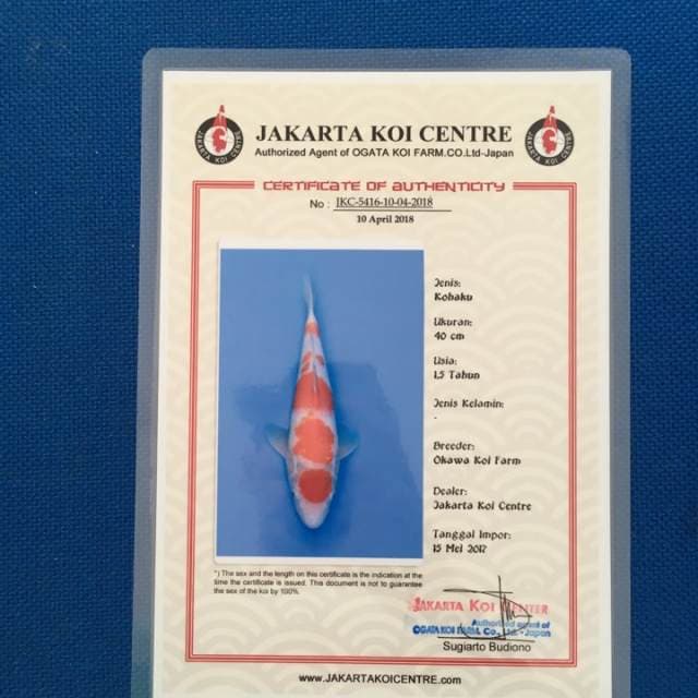 maruten kohaku