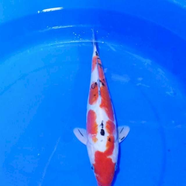 Sanke Doitsu..30cm