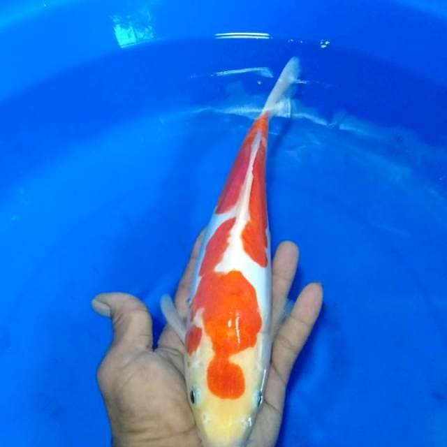 Kohaku Doitsu 30cm