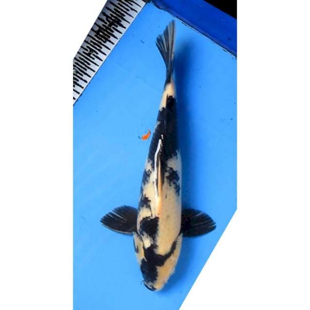 SHIRO LANANG 37CM