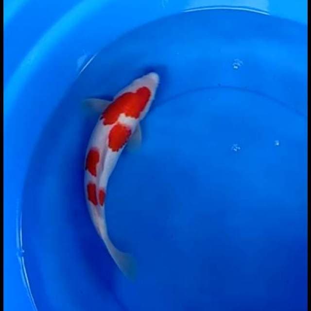 F1 kohaku putih salju