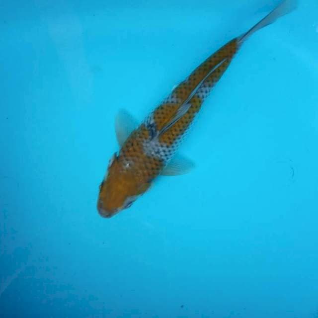 OCHINA IJOO