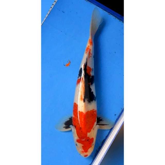 KINDAI SHOWA MALE 37CM