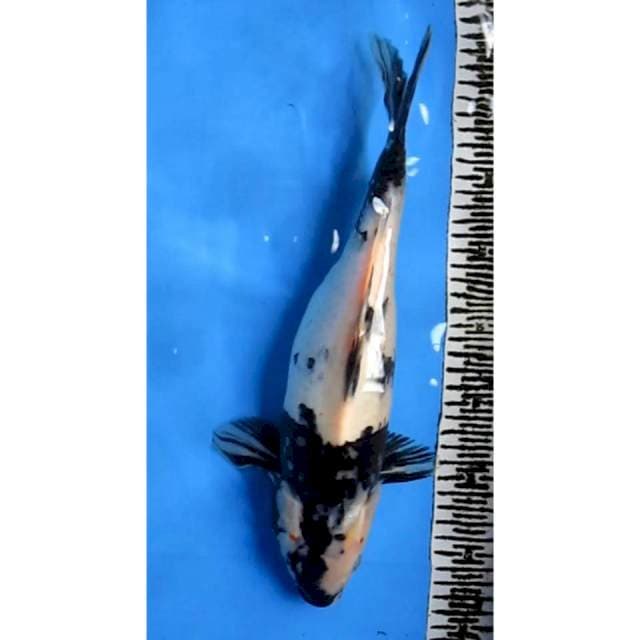 SHIRO FEMALE 36CM