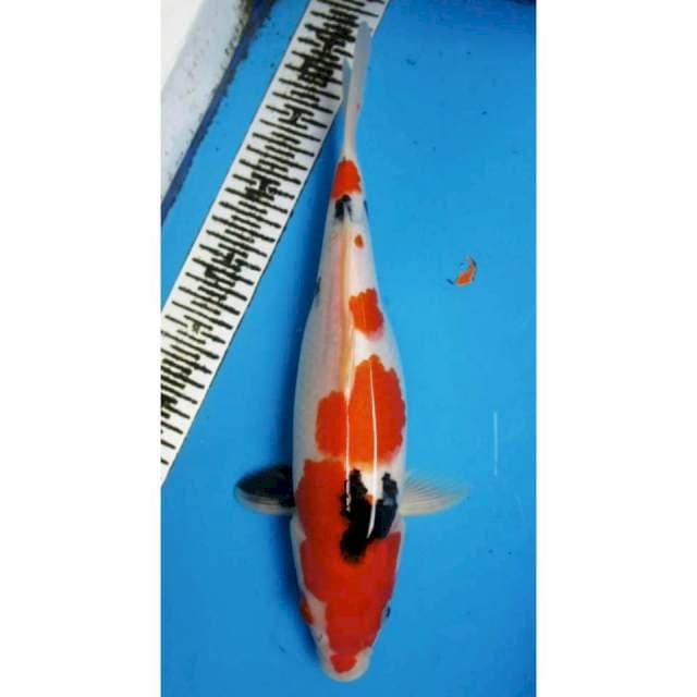 SANKE FEMALE 35CM