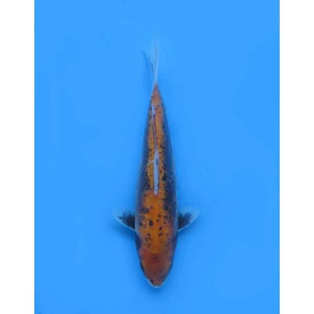 Kimonriyu , 32Cm