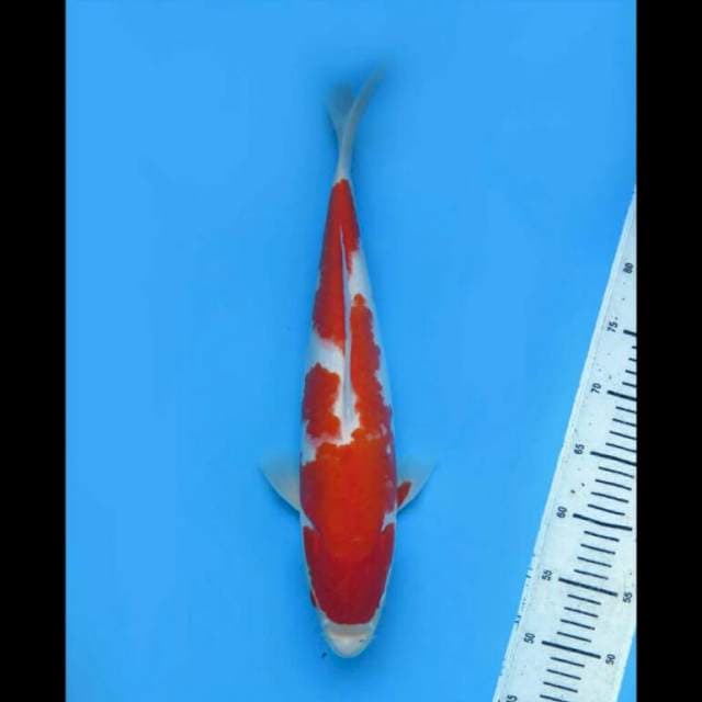 Kohaku Jumbo Inazuma - 40cm