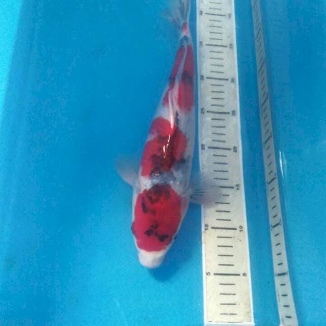 Showa 37 cm