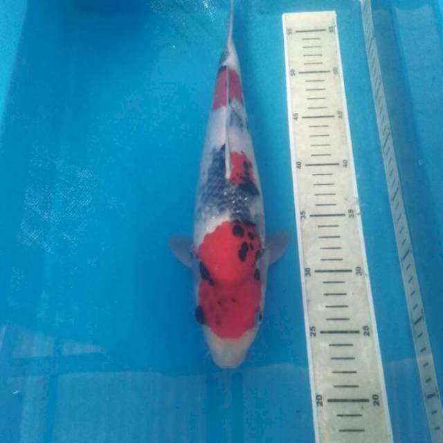 Showa 35 cm