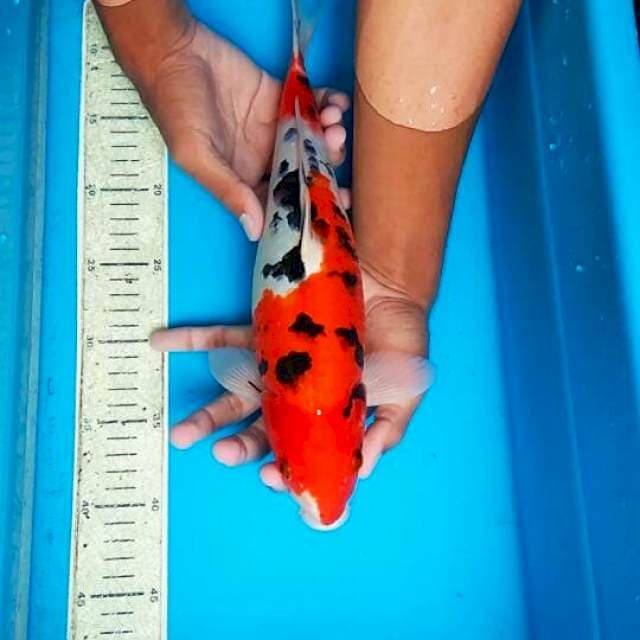 Sanke 35cm