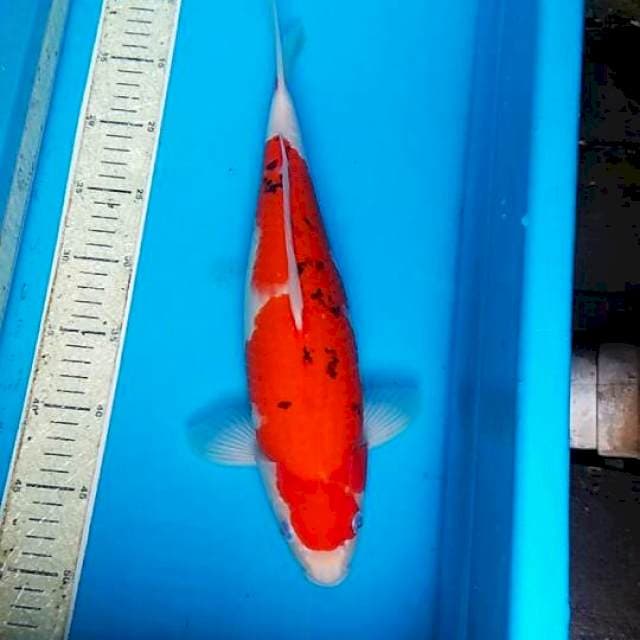 Sanke 38cm