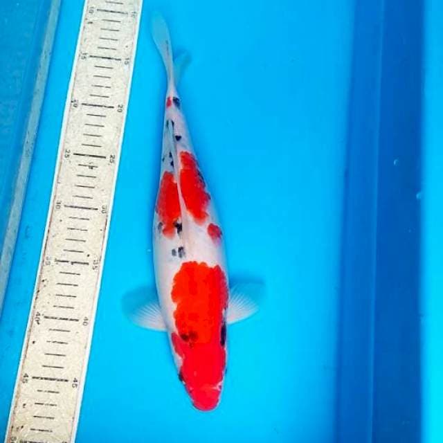 Sanke 33cm