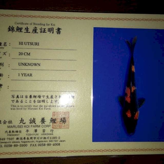 Hi Utsuri (Marusei) 20cm. Import dan Sertifikat