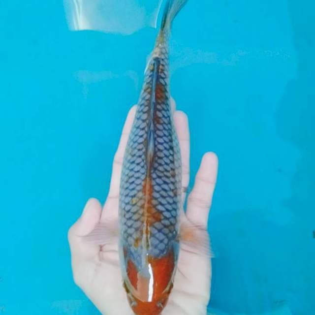 Maruten Ochiba Sakura 21 cm