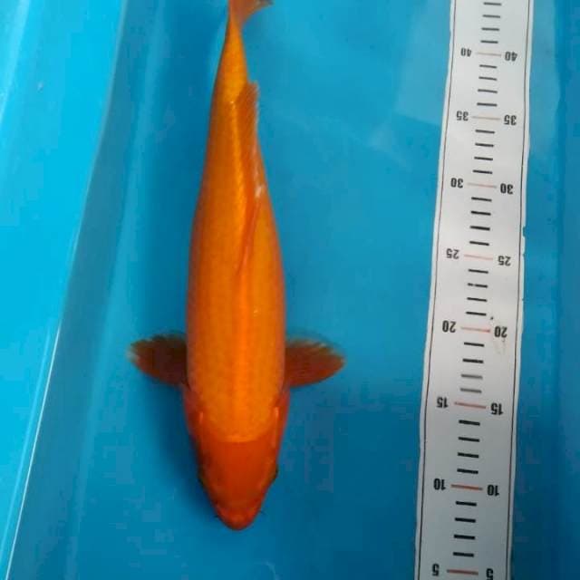 aka hajiro 37 cm