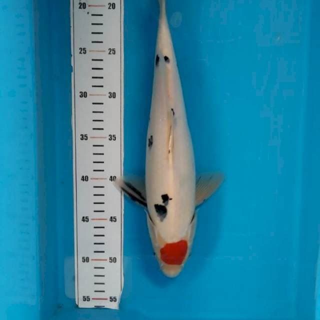 tanco sanke 34cm