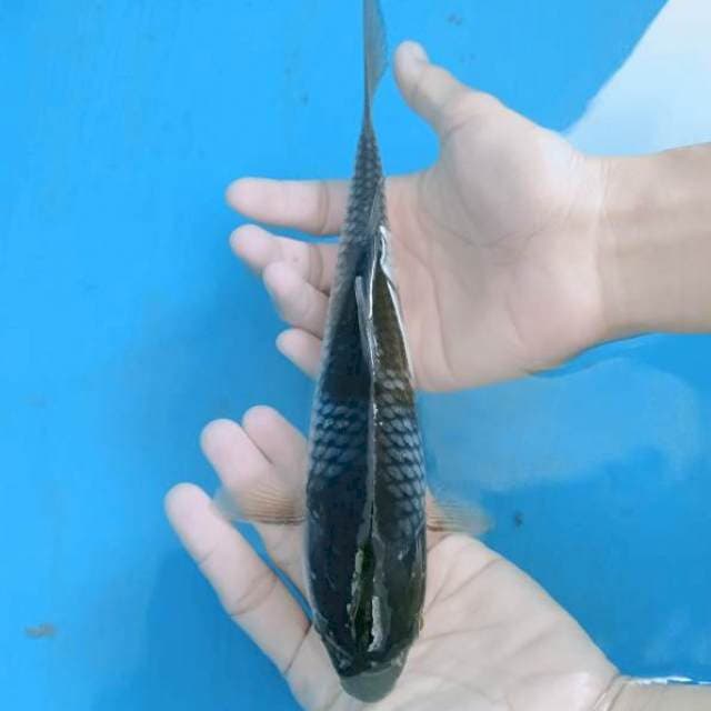 Black Nidan Ochiba 22 cm.