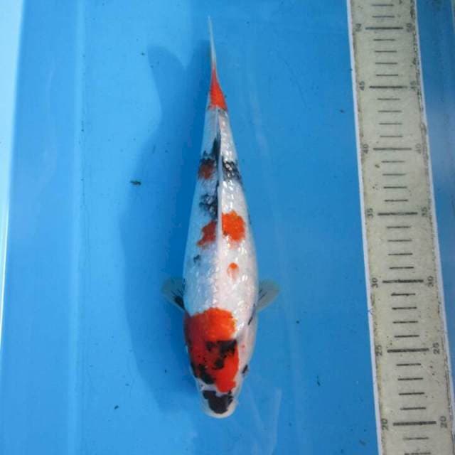 Galeri 28cm