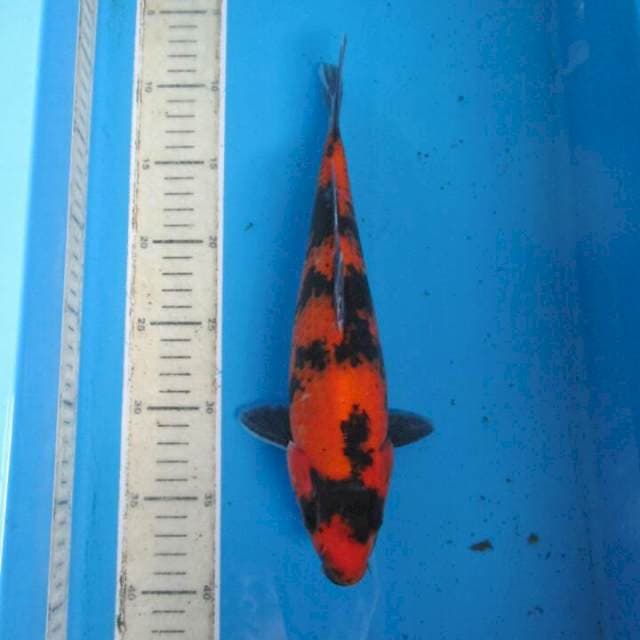 Galeri27cm