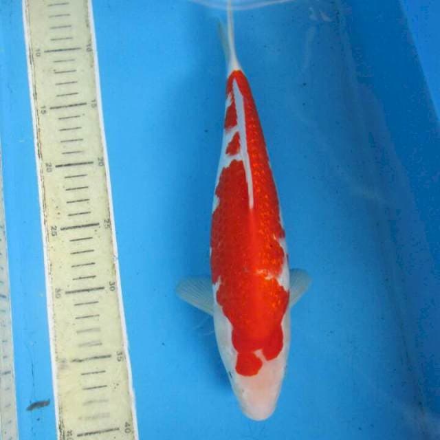 Galeri32cm