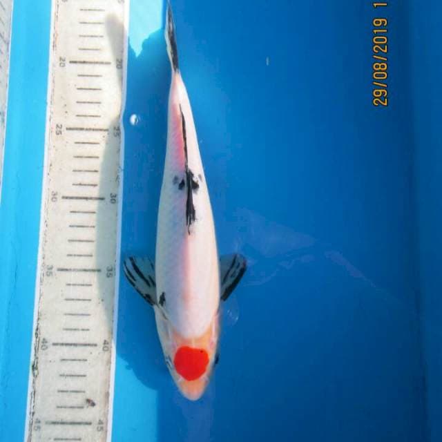 Nagata tanco 25up