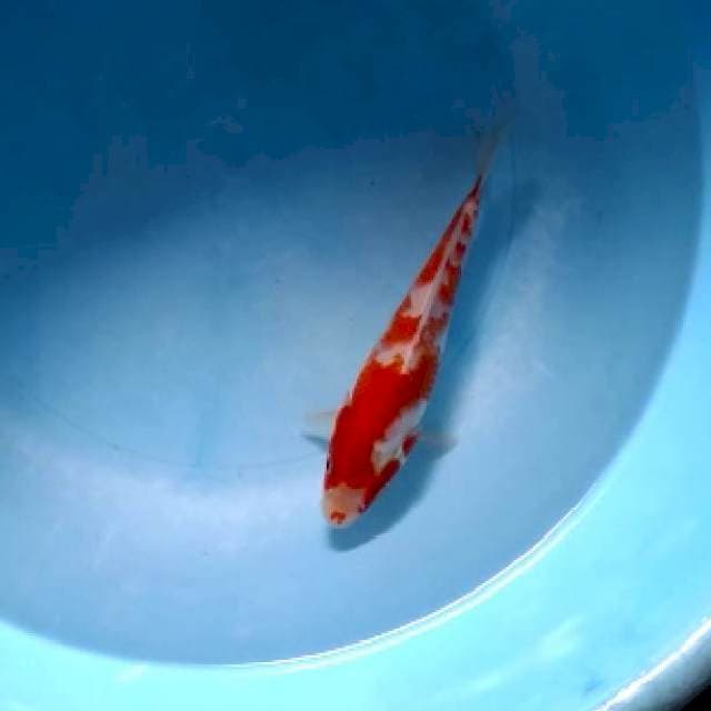 Mini kohaku