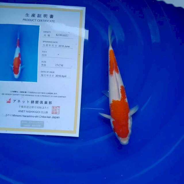 Kohaku serti anetto