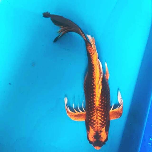 55cm monster kolam long hair orange kabuto joss⭐⭐⭐