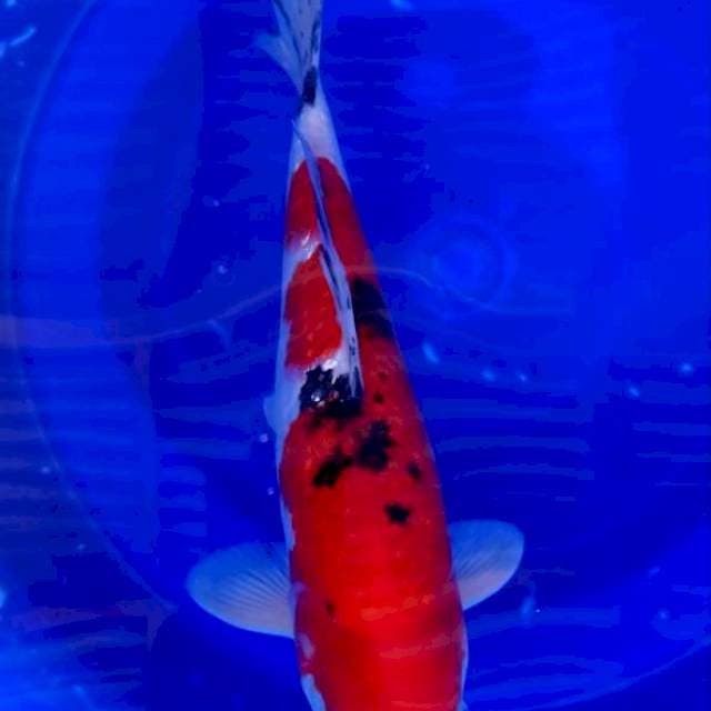 Sanke ginrin 37 cm