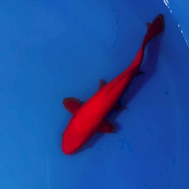 30cm benigoi super red tinggal gemukin di kolam