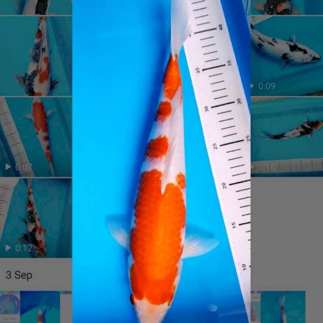 Kohaku 36