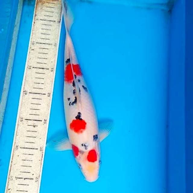 Sanke bersih 32cm