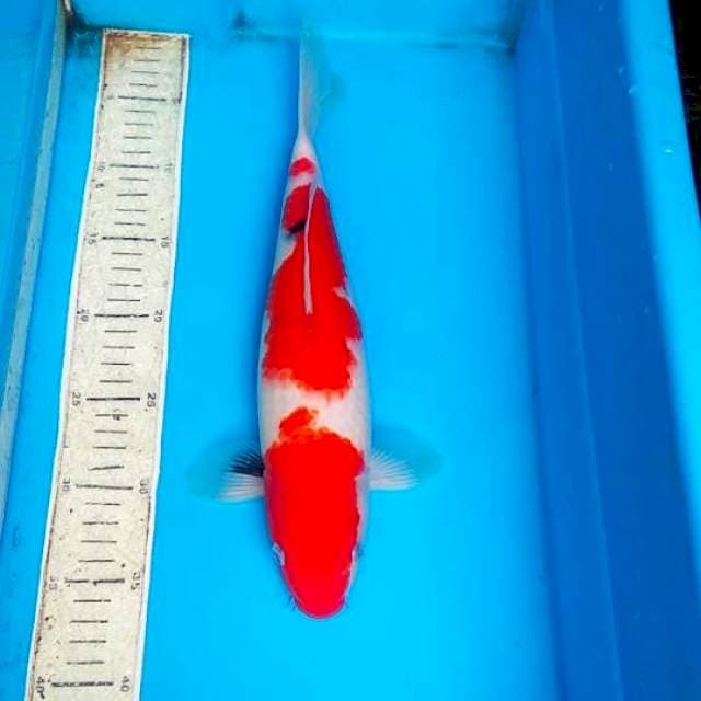 Sanke 35 cm
