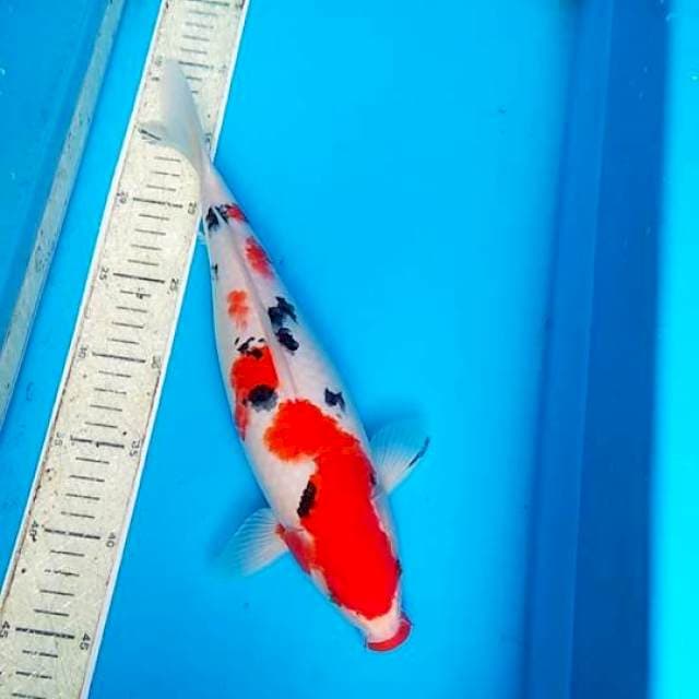 Sanke 34cm