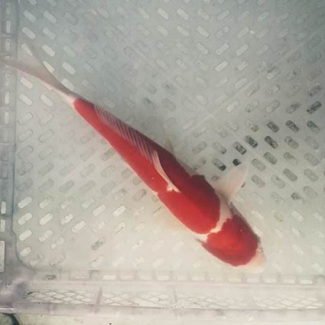 Kohaku doitsu super red bulky 37cm⭐⭐⭐