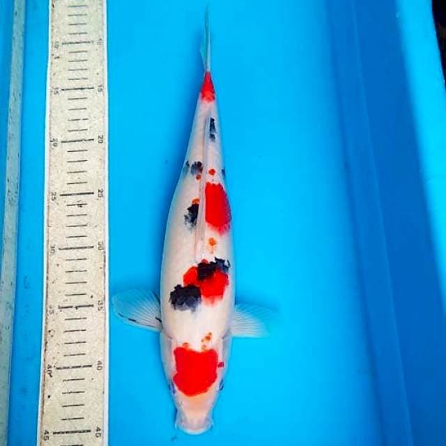 Maruten Sanke 35cm
