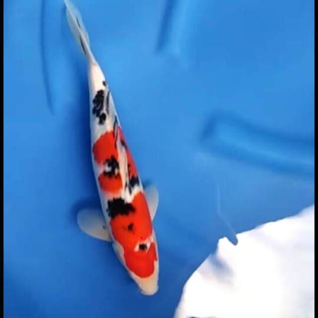Taisho sanke F1 34cm male