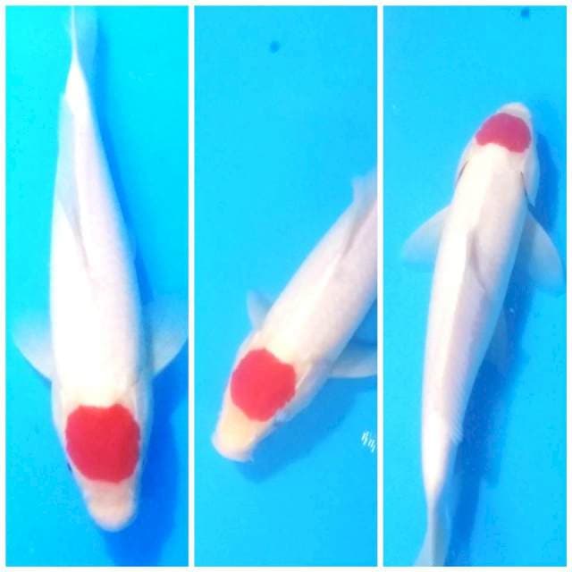 5ancho kohaku male ori 32cm