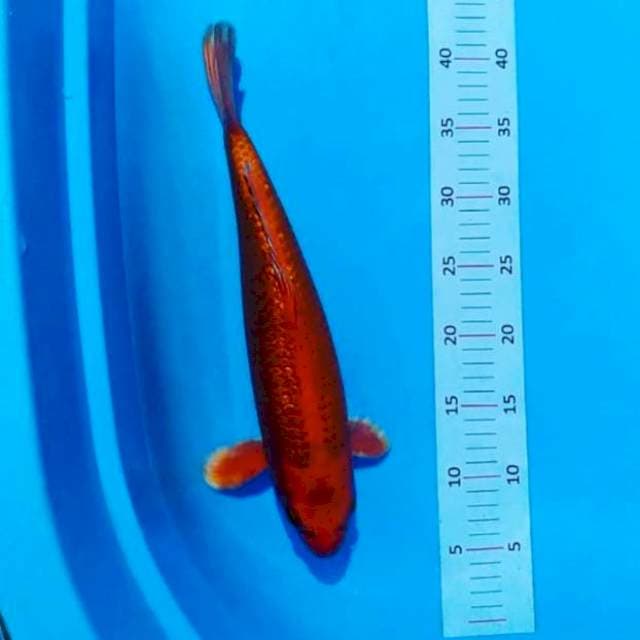 Ginrine benigoi 36cm