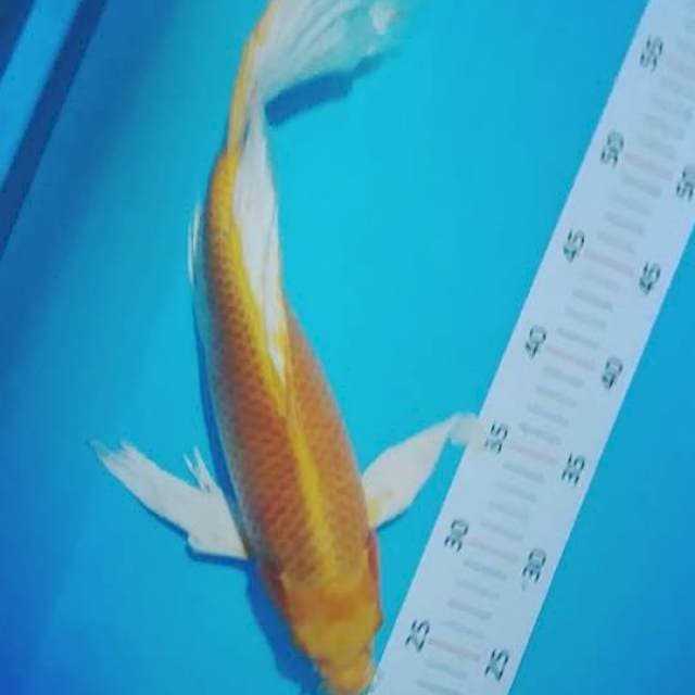 Yam"kum 36cm