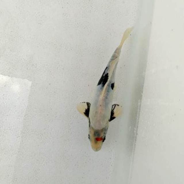 Tategoi 22 cm