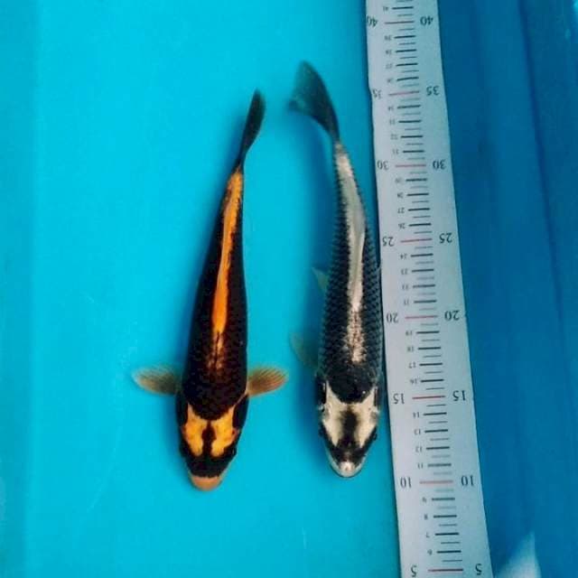 Kabuto bagus 2 ekor