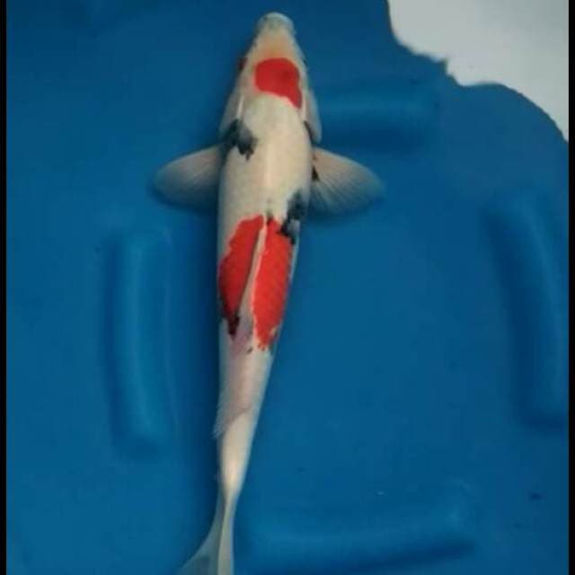 F1 Maruten kindai showa 40cm male