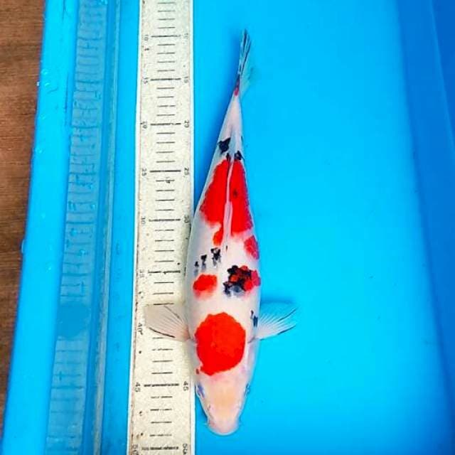Sanke 35cm
