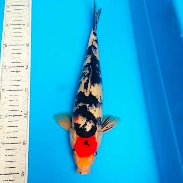T sanke 34cm