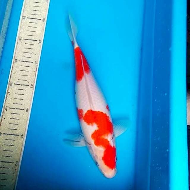 Kohaku 32cm
