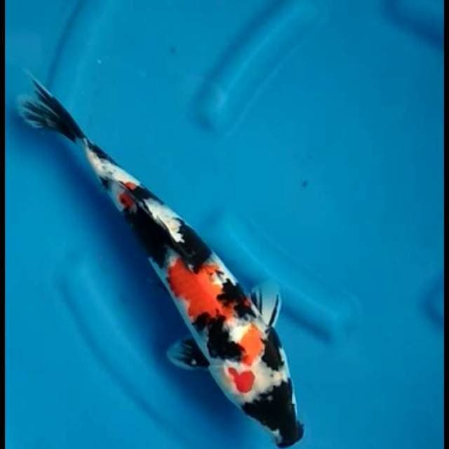 F1 showa sanshoku 38cm female