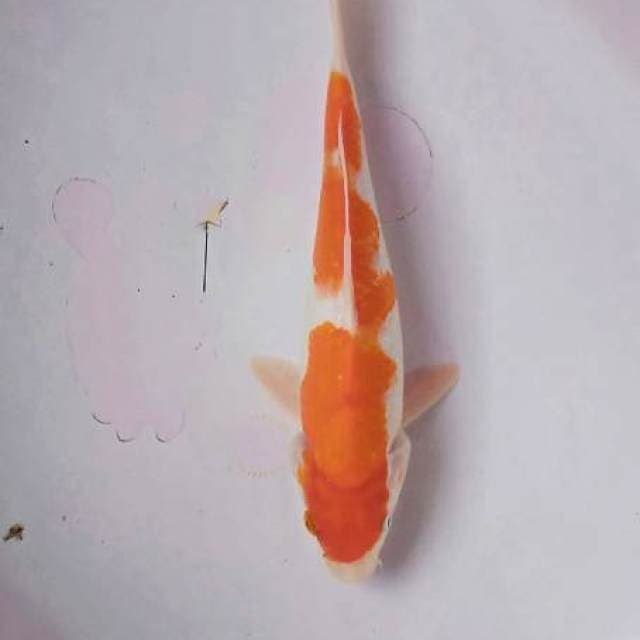Kohahu 25