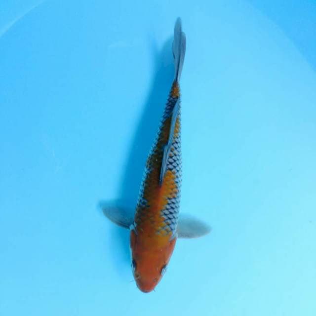 MENKA OCHIBA 25 cm